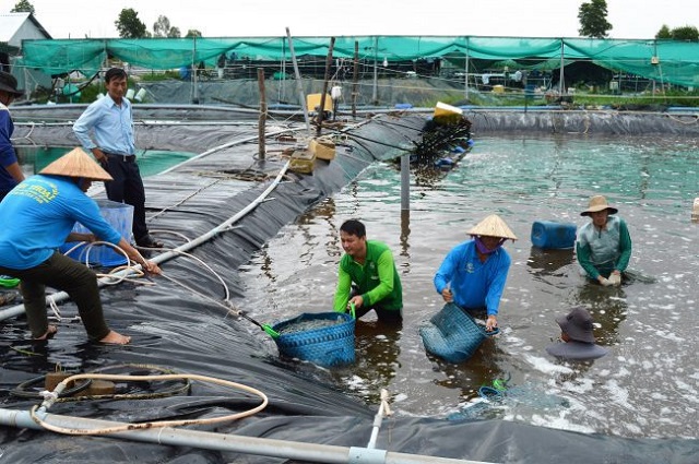 Người nuôi tôm tại Kiên Giang đẩy mạnh ứng dụng công nghệ vào sản xuất, hạn chế những tác động bất lợi từ môi trường