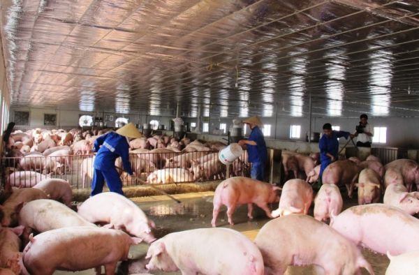 Giá lợn hơi giảm mạnh, còn dưới 80.000 đồng/kg