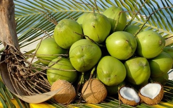 Đài Loan nhập khẩu dừa tươi chủ yếu từ Thái Lan và Việt Nam