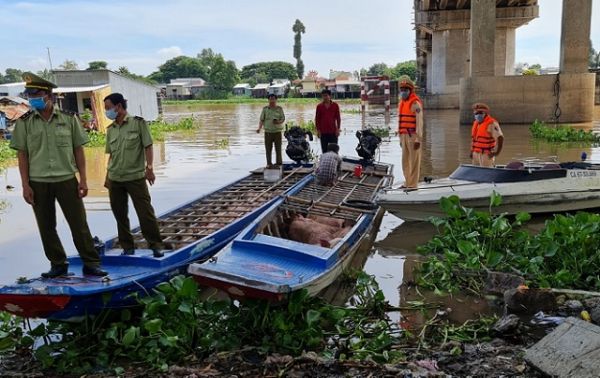 An Giang: Tạm giữ 33 con heo, nặng hơn 2,8 tấn nhập lậu từ Campuchia