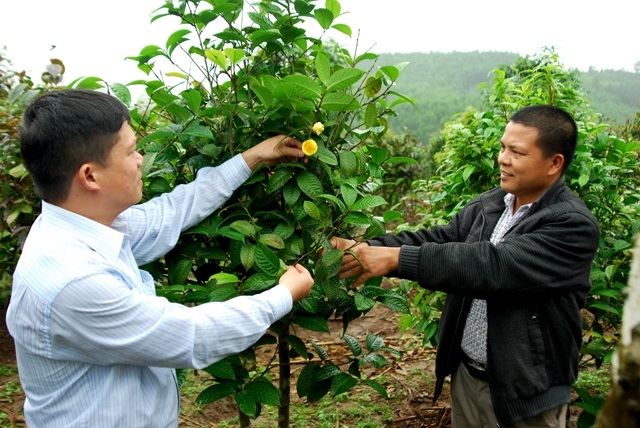Mô hình trồng cây trà hoa vàng ở xã Đạp Thanh, huyện Ba Chẽ