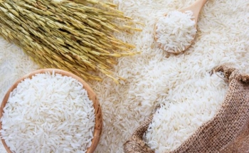 Sẽ xuất lô gạo đầu tiên sang châu Âu với mức giá cao vào tuần tới