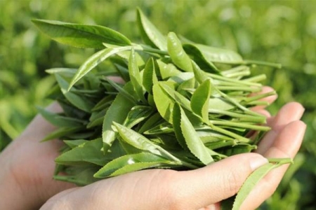 Mỹ tăng mạnh nhập khẩu chè từ Việt Nam