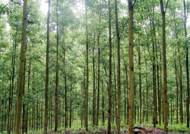 Hà Nội, khoán bảo vệ hơn 5.160ha rừng phòng hộ, đặc dụng