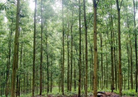 Hà Nội: Khoán bảo vệ hơn 5.160ha rừng phòng hộ, đặc dụng