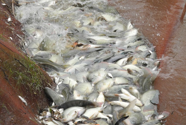 Để thúc đẩy phong trào nuôi trồng thủy sản trên địa bàn mạnh hơn nữa, Hội Nghề cá Bắc Ninh cùng các ban, ngành trong tỉnh đã tổ chức cuộc thi nuôi cá giỏi
