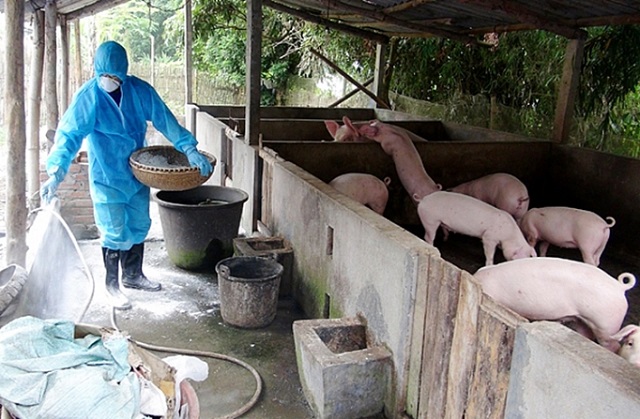 Hà Nội xuất hiện một hộ chăn nuôi có lợn bị bệnh dịch tả lợn châu Phi