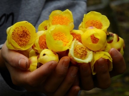 Thuốc Đông y: Tác dụng của trà hoa vàng đối với sức khỏe