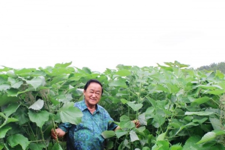 Vùng nguyên liệu: Phát triển cây xanh gai trên đất xứ Thanh