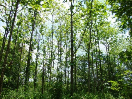 8 tháng đầu năm, Đồng Nai trồng được 3.365 ha rừng