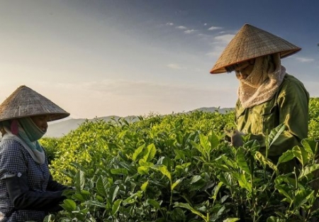 Bất chấp dịch Covid-19, xuất khẩu chè 8 tháng vẫn tăng 3,5%