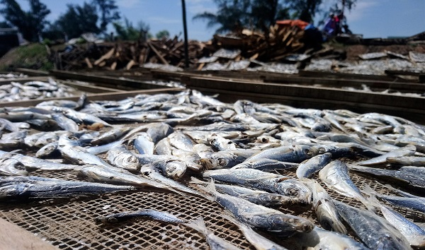 Những năm gần đây, nghề chế biến cá hấp ở Quảng Trị ngày càng phát triển, góp phần ổn định cuộc sống người dân