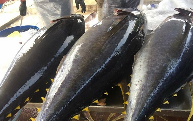 Xuất khẩu cá ngừ sang Nhật Bản tăng trở lại