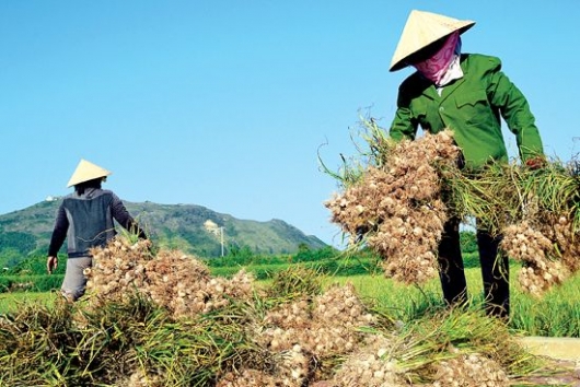 Còn 700 tấn tỏi Lý Sơn chưa tiêu thụ