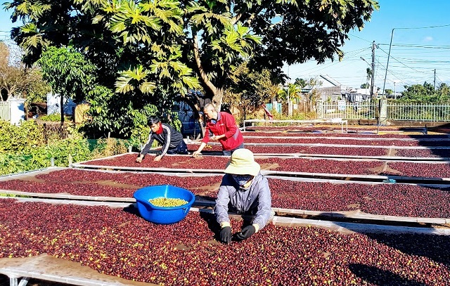 xuất khẩu lô sản phẩm cà phê của Việt Nam đi một số nước Châu Âu theo Hiệp định EVFTA