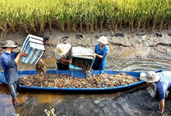 Cà Mau: Sẵn sàng cho vụ lúa trên đất nuôi tôm