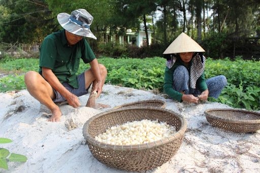 Cây ném lớn nhanh trên đất cát, người Hải Lăng no đủ