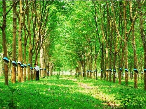 Cập nhật giá cao su hôm nay 17/9: Tiếp tục xu hướng giảm
