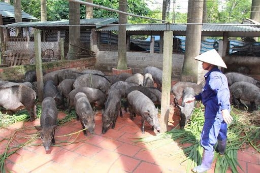 Bắc Giang: Chuyển dịch chăn nuôi nhỏ lẻ sang chuỗi giá trị