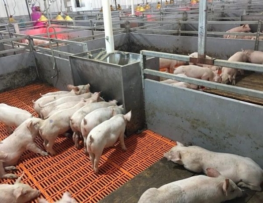 Giá thịt lợn hôm nay 18/9: Duy trì mức cao nhất là 83.000 đồng/kg