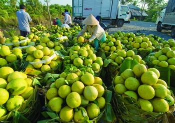 Cấp hơn 1.700 mã số vùng trồng cho trái cây xuất khẩu sang Trung Quốc