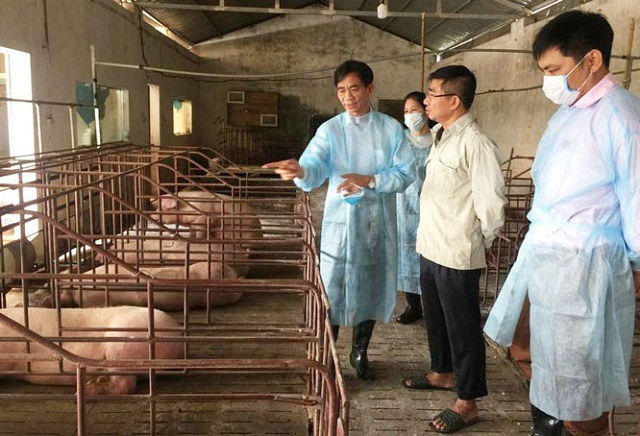Ngăn chặn bệnh Dịch tả lợn châu Phi nhờ chăn nuôi an toàn sinh học