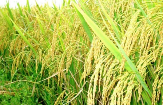 Hà Nội: Mở hội nghị đánh giá giống lúa biến đổi khí hậu vụ mùa năm 2020