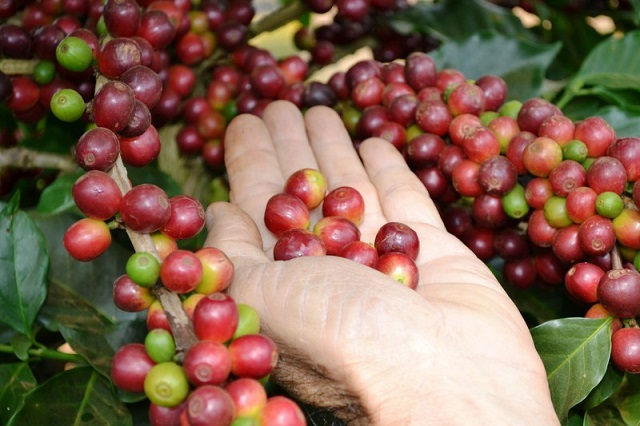 giá cà phê nhân xô tại các vùng trọng điểm Tây Nguyên hôm nay hiện đang dao động trong khoảng 32.400 - 32.800 đồng/kg.