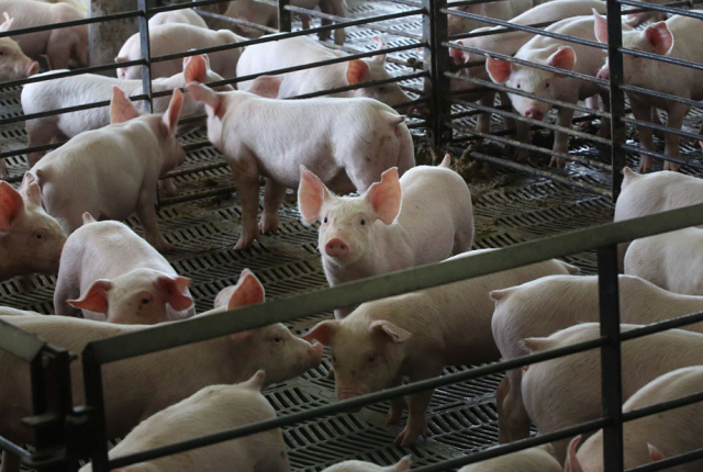 Giá lợn hơi hôm nay 19/9, tiếp tục tăng, cao nhất đạt 84.000 đồng/kg