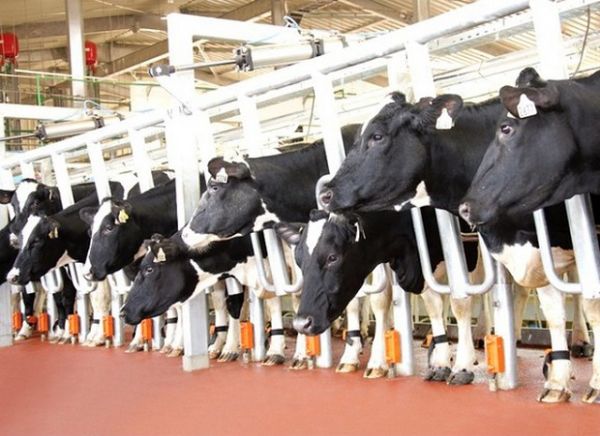 Khởi công dự án chăn nuôi bò sữa công nghệ cao quy mô lớn nhất Tây Nguyên