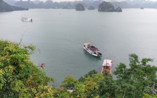 Quảng Ninh: Phát triển rừng đặc dụng trên Vịnh Hạ Long