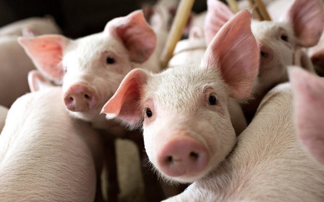 Giá lợn hơi hôm nay 21/9, biến động nhẹ từ 1.000 - 2.000 đồng/kg