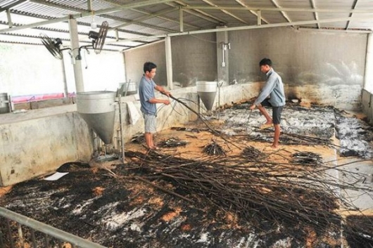 Khánh Hòa: Dịch tả lợn châu Phi tái phát trở lại
