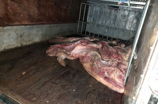 Tuyên Quang: Bắt vụ vận chuyển gần 1 tấn lợn mắc dịch tả lợn châu Phi