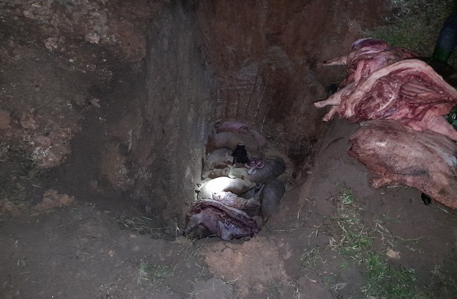 Toàn bộ số thịt lợn này đã được tiêu hủy theo đúng quy định của pháp luật