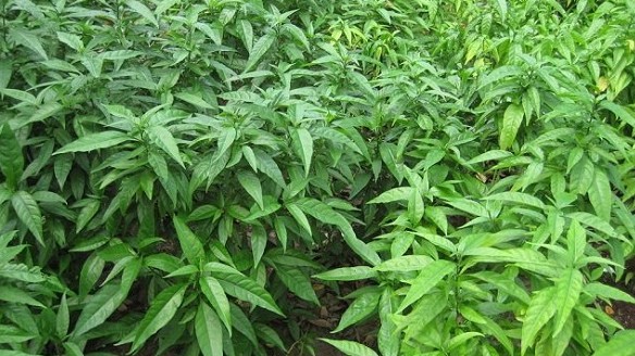 Những công dụng tuyệt vời của cây xương khỉ trong y học