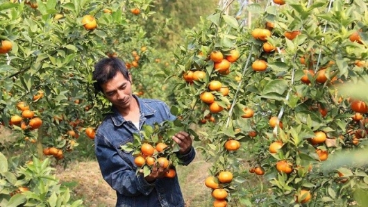 Hưng Yên: Cần thêm hướng đi mới để phát triển nông sản