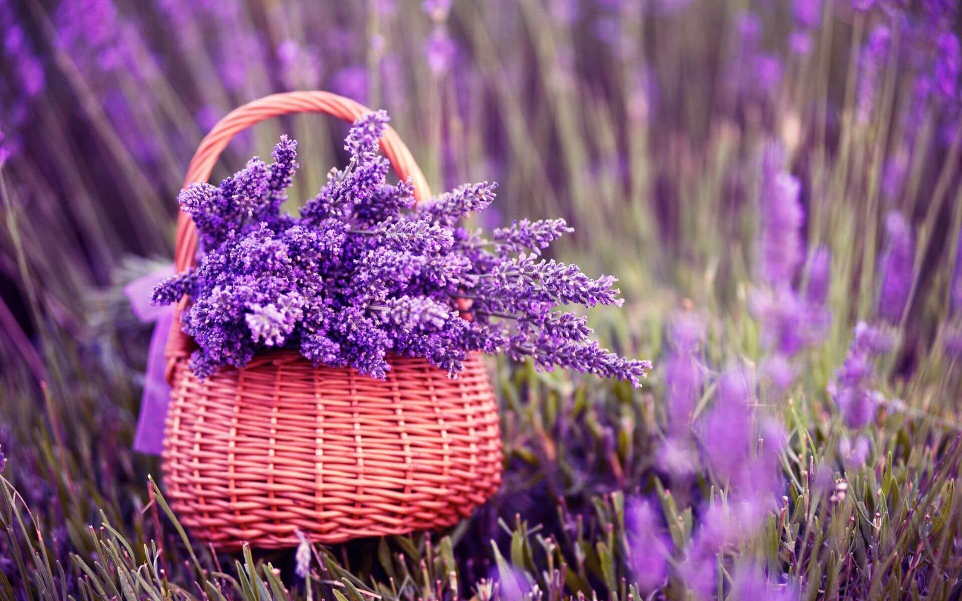Lavender là hoa gì? Ý nghĩa của hoa lavender (oải hương) - META.vn