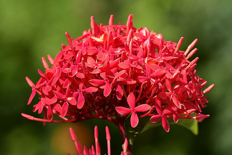 Mẫu đơn đỏ - loài hoa tượng trưng cho sắc đẹp và sự giàu sang