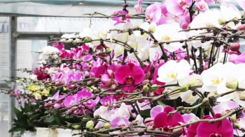 Làng hoa, cây cảnh ở Đông Triều hối hả vào vụ Tết
