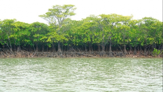 Khám phá hệ sinh thái rừng ngập mặn Đồng Rui