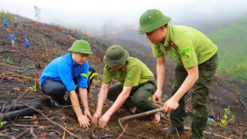 Quảng Ninh: Một số kết quả trong việc quản lý và phát triển rừng