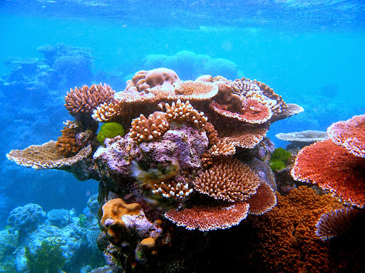 Khôi phục và bảo vệ các rạn san hô trên vịnh Hạ Long - Ảnh 1