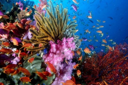 Khám phá vẻ đẹp độc đáo hệ sinh thái các rạn san hô trên Vịnh Hạ Long
