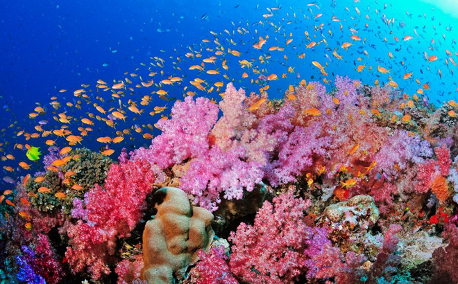 Những đặc điểm cơ bản của những rạn san hô trên Vịnh Hạ Long
