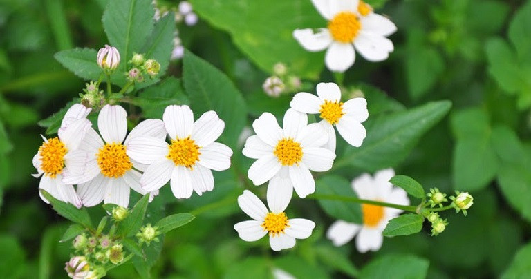Một số công dụng của cây hoa Xuyến Chi đối với sức khỏe