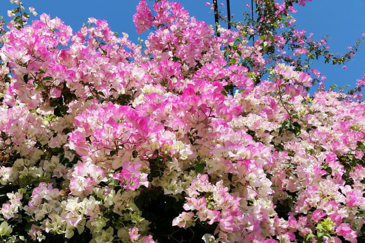 Cây giống hoa] Bông Giấy phớt hồng Indo - CayGiongTot