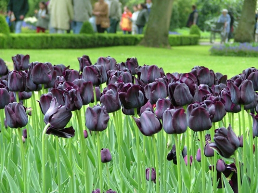 Tổng hợp một số loại hoa có màu đen trông rất đẹp