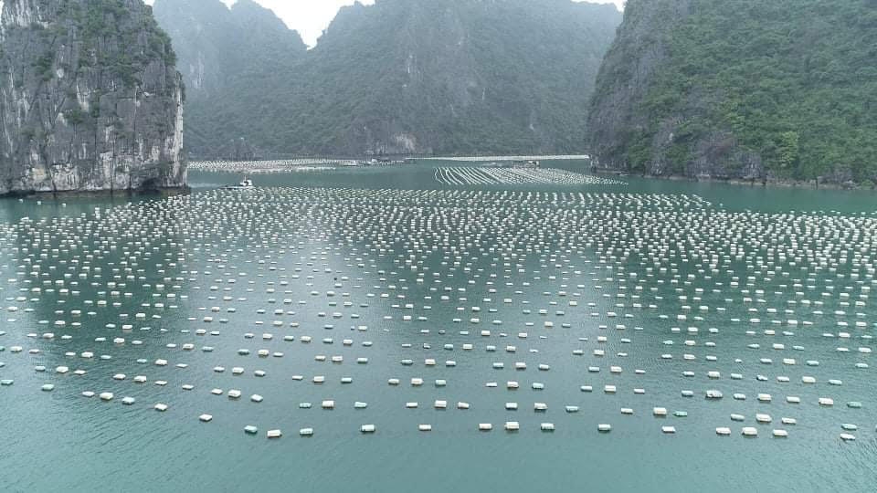 Quảng Ninh: Ban hành quy chuẩn làm phao nổi trong nuôi trồng thủy sản