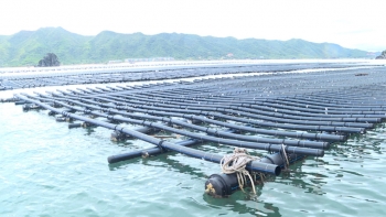 Quảng Ninh đạt kết quả tích cực từ việc thay thế vật liệu nổi trong nuôi trồng thủy sản